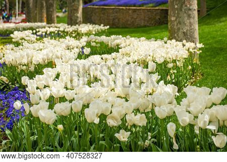 Colorful Flower Beds During The Annual April Tulip Festival In Istanbul In Emirgan Park, Turkey