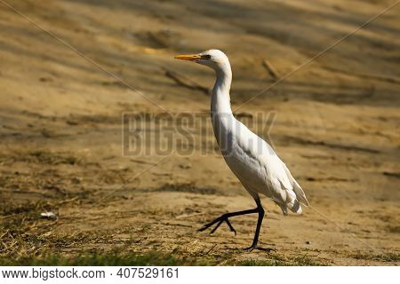 A Great White Heron Walking On The Muddy Ground