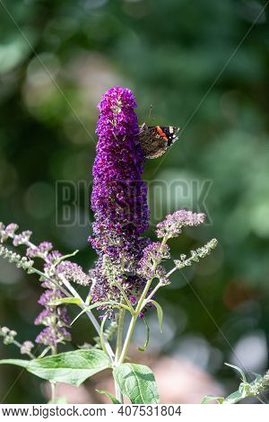 Red Admiral, Vanessa Atalanta, Butterflies On Buddleja Flower Or Butterfly Bush. High Quality Photo