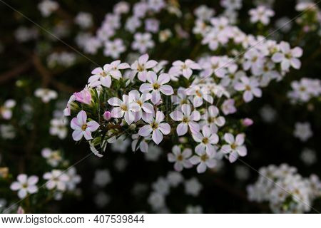 Close-up Of A Bunch Of Little White And Pink Stellate Flowers Of Diosma Hirsuta Plant Blossoming In 
