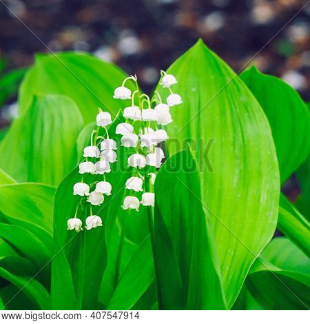 White Lily Of The Valley Flowers On A Natural Background. Selective Focus. Convallaria Majalis