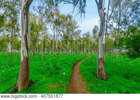 View Of A Footpath And Colorful Anemone Wildflowers In A Eucalyptus Grove, Near Megiddo, Northern Is