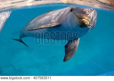 Bottlenose Dolphin (tursiops Truncatus) Underwater In A Pool, Looking Directly To The Camera
