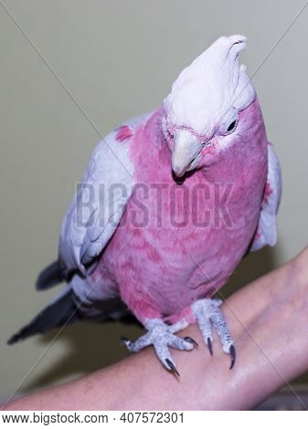 Galah, Pink Cockatoo Is Sitting On Hand