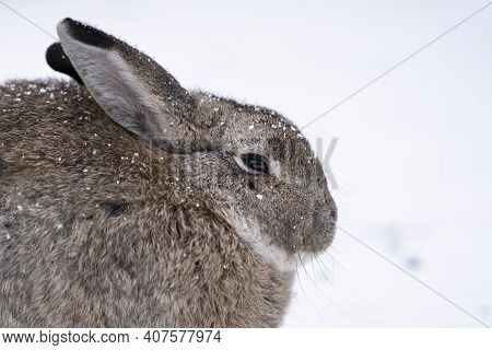 Frozen Rabbit Or Hare. Cute Animal, Bunny With Big Ears Sitting On Snow In A Winter Cold Day With Sn