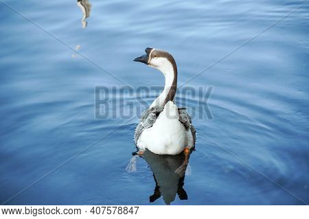 Goose On A Lake, Bird Grey Lag Goose