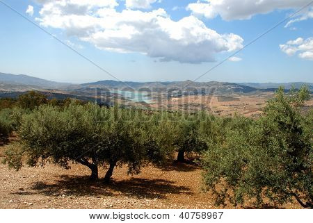 Olive grove ved søen Vinuela, Andalusien, Spanien.