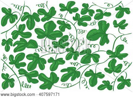 Vector Drawing Illustration With Abstract Leaves And Pumpkin Branch. Concept Of Vegetables, Solanace