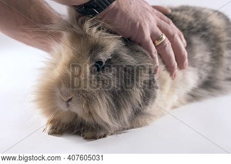 Male Hands Holding A Cute Lionhead Bunny Rabbit