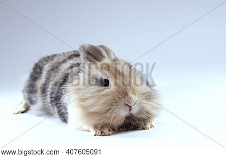 Scared Lionhead Rabbit Looking Right At The Camera
