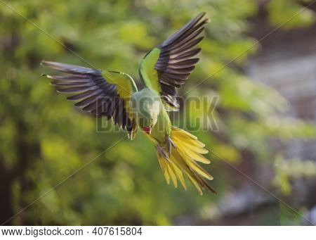 Indian Common Green Parrot In Flight Mode