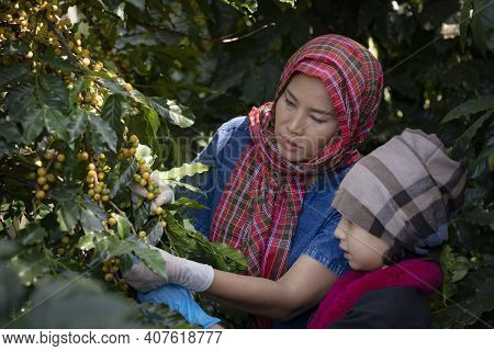 Agriculturist Hands Harvesting Red And Yellow Fresh Ripe Arabica Or Robusta An Organic Coffee Berrie