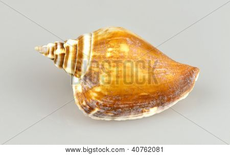 Sneglen Shell