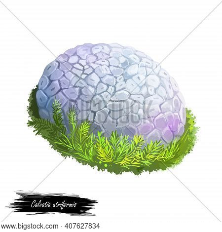 Calvatia Or Handkea Utriformis Or Mosaic Puffball Mushroom Closeup Digital Art Illustration. Boletus