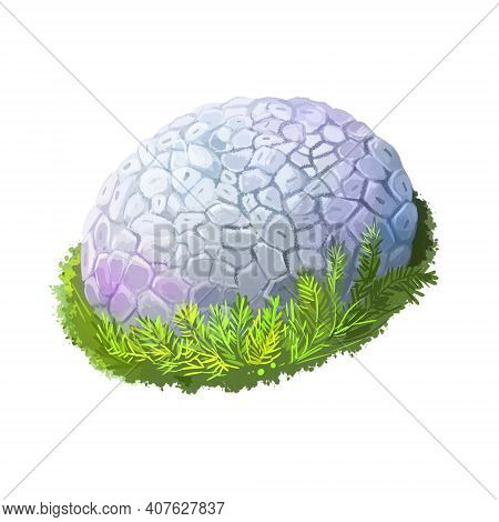Calvatia Or Handkea Utriformis Or Mosaic Puffball Mushroom Closeup Digital Art Illustration. Boletus