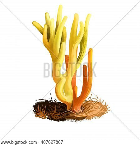 Clavariaceae Or Coral, Antler Or Spaghetti Fungi, Worm Mold Mushroom Digital Art Illustration. Bolet