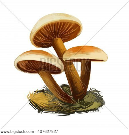 Flammulina Velutipes, Winter Fungus Or Futu, Velvet Foot, Stem Or Shank, Seafood Mushroom Closeup Di