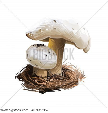 Hygrophorus Chrysodon Mushroom Closeup Digital Art Illustration. Boletus Has White Cap With Dark Spe