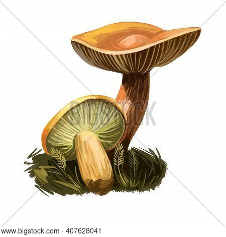 Lactarius Or Lactifluus Volemus, Weeping Milk Cap Mushroom Closeup Digital Art Illustration. Yellow 