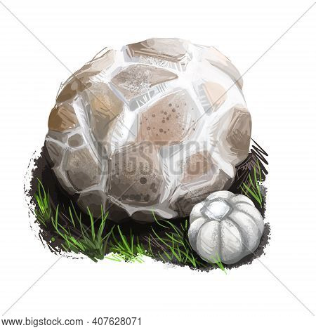 Western Giant Puffball Or Calvatia Booniana Mushroom Closeup Digital Art Illustration. Boletus Has R