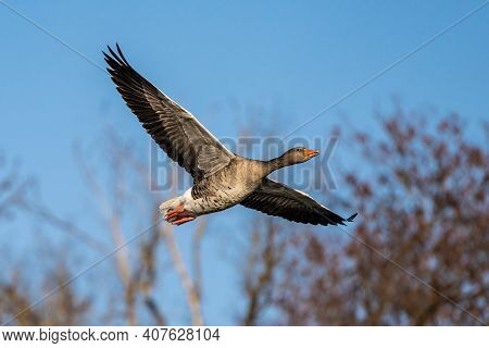 The Greylag Goose, Anser Anser Is A Species Of Large Goose In The Waterfowl Family Anatidae And The 