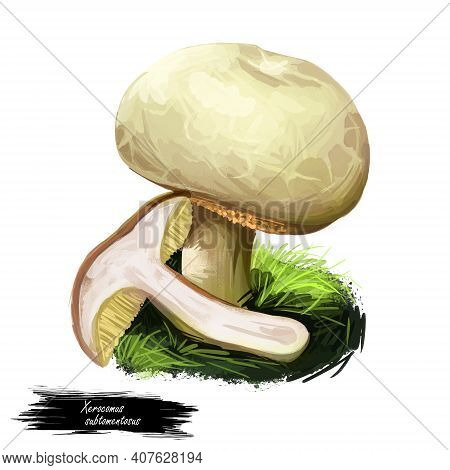 Xerocomus Subtomentosus, Suede Or Boring Brown Bolete Mushroom Closeup Digital Art Illustration. Bol