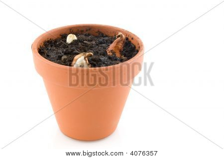 Blomsterlökar