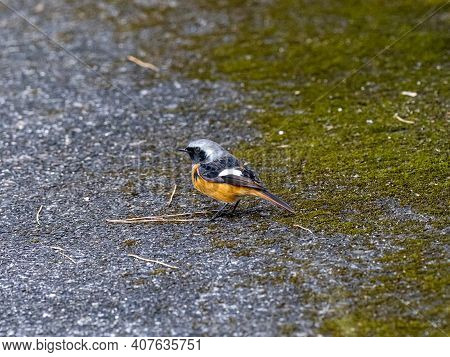 A Daurian Redstart, Phoenicurus Auroreus, Stands On A Paved Walking Path In A Park Near Yokohama, Ja