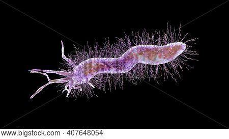 Helicobacter Pylori Bacterium