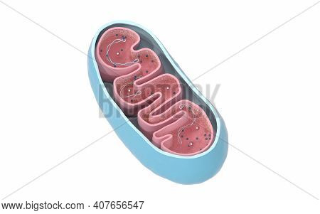 Cross-section View Of Mitochondria. Medical Info Graphics On White Background, 3D Rendering.