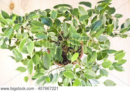 Indoor Plant Ficus Benjamin, Top View. Soft Selective Focus. Indoor Plant For Indoor Floriculture An