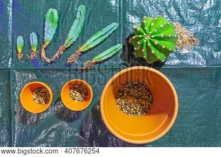 Several Cacti And One Large Round With Open Roots, Ready To Be Transplanted Into New Soil And Clay P