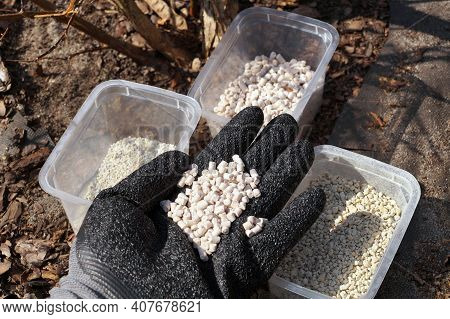 A Gloved Hand Filled With Plant Fertilizer. Fertilizing Plants In The Garden.