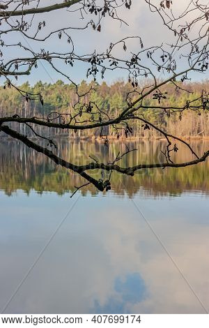 Close-up Of A Tree Branch With A Lake With Mirror Reflection On The Water Surface Surrounded By Pine