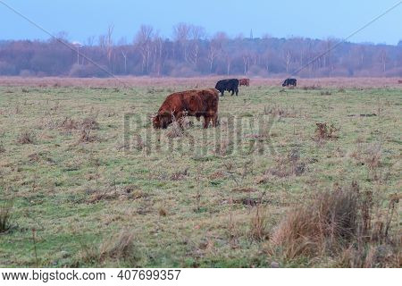 Highland Cattle Cows Grazing On Green Pasture And Heather With Trees In The Background In Schinvelds