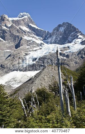 Vegetation Around A Glacier At Torres Del Paine