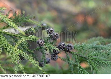 Japanese Cedar - Latin Name - Cryptomeria Japonica