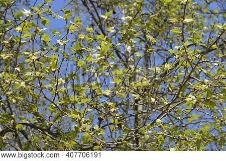 London Plane Treetop- Latin Name - Platanus X Hispanica (platanus X Acerifolia)