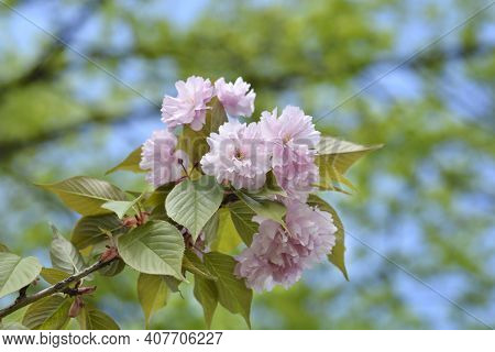 Japanese Flowering Cherry Kanzan - Latin Name - Prunus Serrulata Kanzan