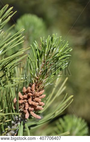 Dwarf Mountain Pine Mughus - Latin Name - Pinus Mugo Mughus