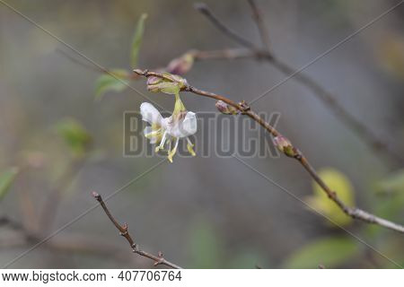 Winter Flowering Honeysuckle Flowers - Latin Name - Lonicera Fragrantissima