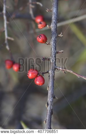 Rock Cotoneaster Red Berries - Latin Name - Cotoneaster Horizontalis