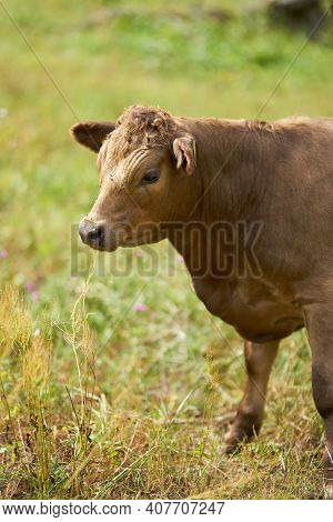 Cows Used For Landscape Maintenance In The Zuwachs-kuelzauer Forst Nature Reserve On The River Elbe 