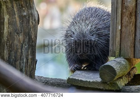 Erethizontidae, North American Porcupine, Climbing Over Trees And Branches. Lives In North America, 