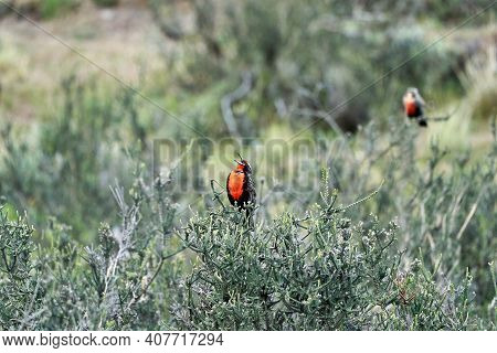 Leistes Loyca, Long-tailed Meadowlark Is A Passerine Bird Of Southern South America And The Falkland