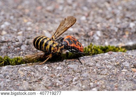 Vespula Germanica, European Wasp, German Wasp, Or German Yellowjacket Is Eaten By A Pyrrhocoris Apte