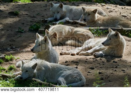 Wolf pack of big and white Hudson Bay Wolf, lives in the Arctic and at the northwestern coast of Hud