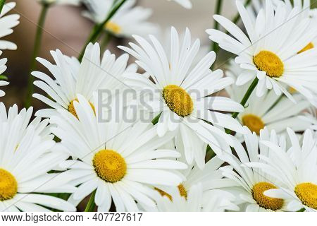 Macro Of White Mayweed Flower Over Blurred Green Grbackground.