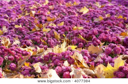 Krysantemum blomst baggrund