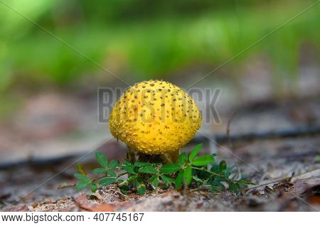 Closeup Shows A Single, Bright Yellow Cap Mushroom.  It Is Nestled Admist Tiny Green Leaves On The G